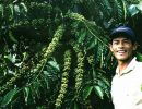 Giá nông sản hôm nay: Giá cà phê tươi FairTrade lên tới 10.000 đ/kg, giá tiêu hết cơ hội tăng?